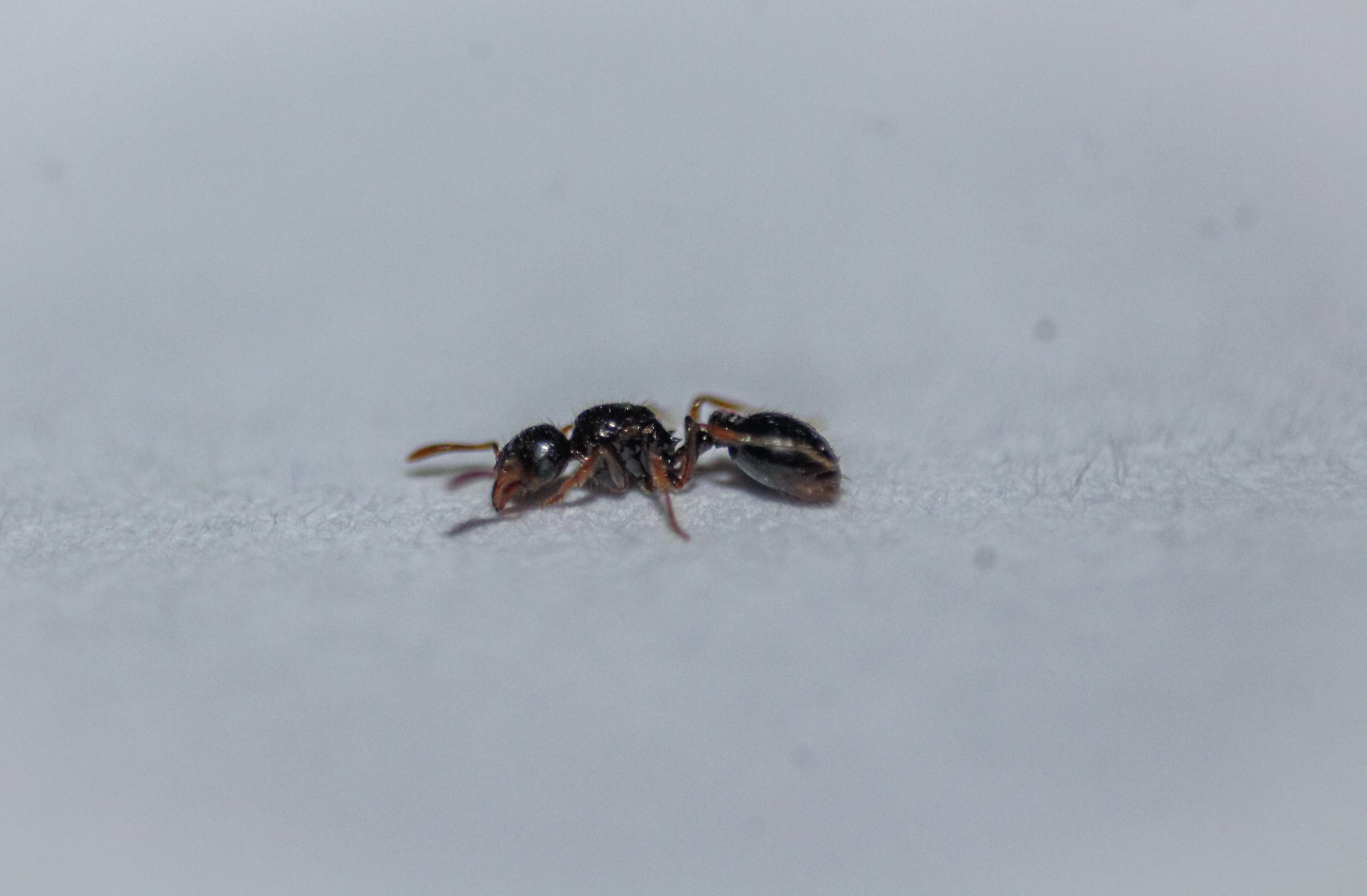 Oxyepoecus