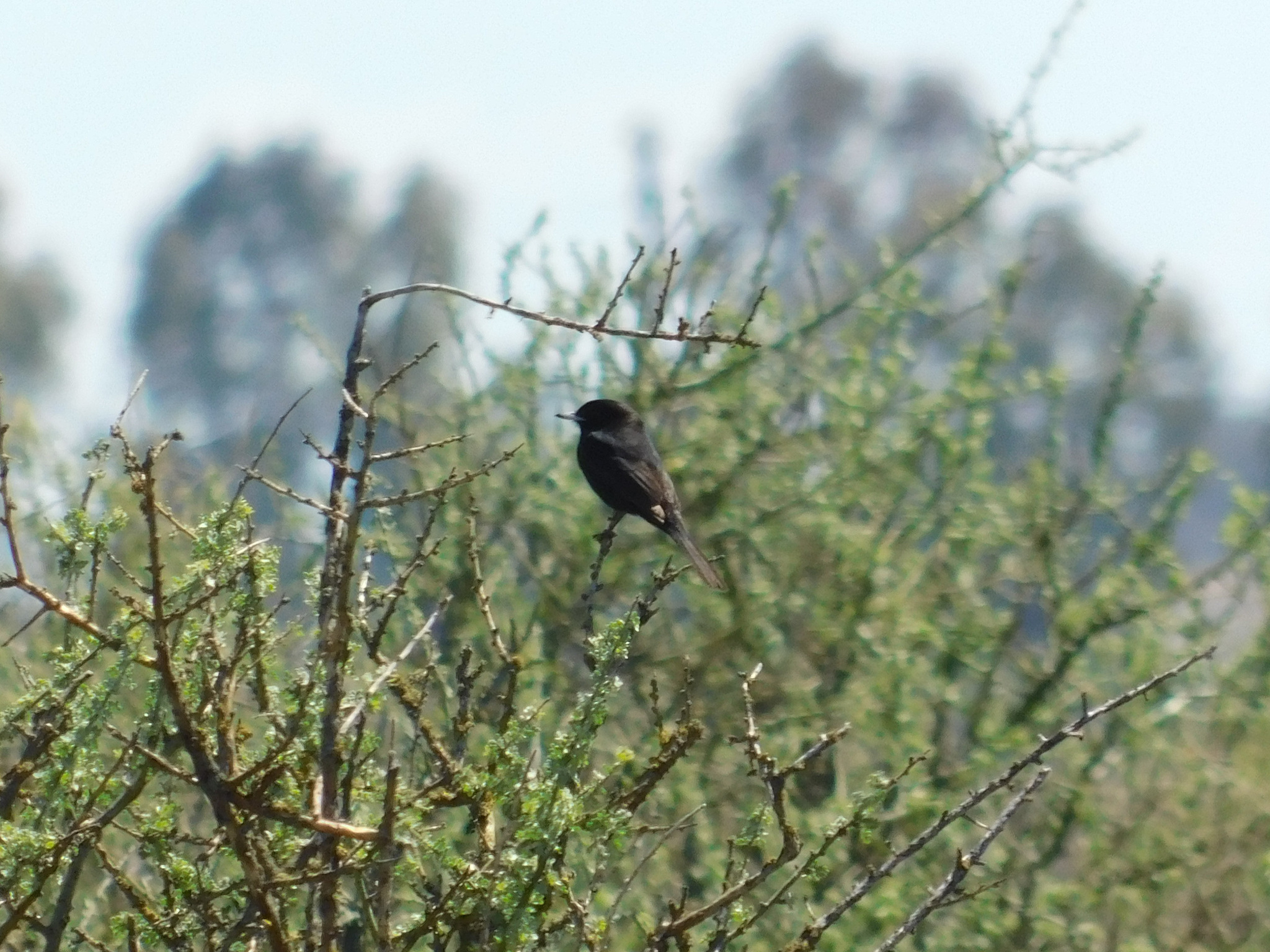 Hudson's Black Tyrant (Knipolegus hudsoni), photo 4