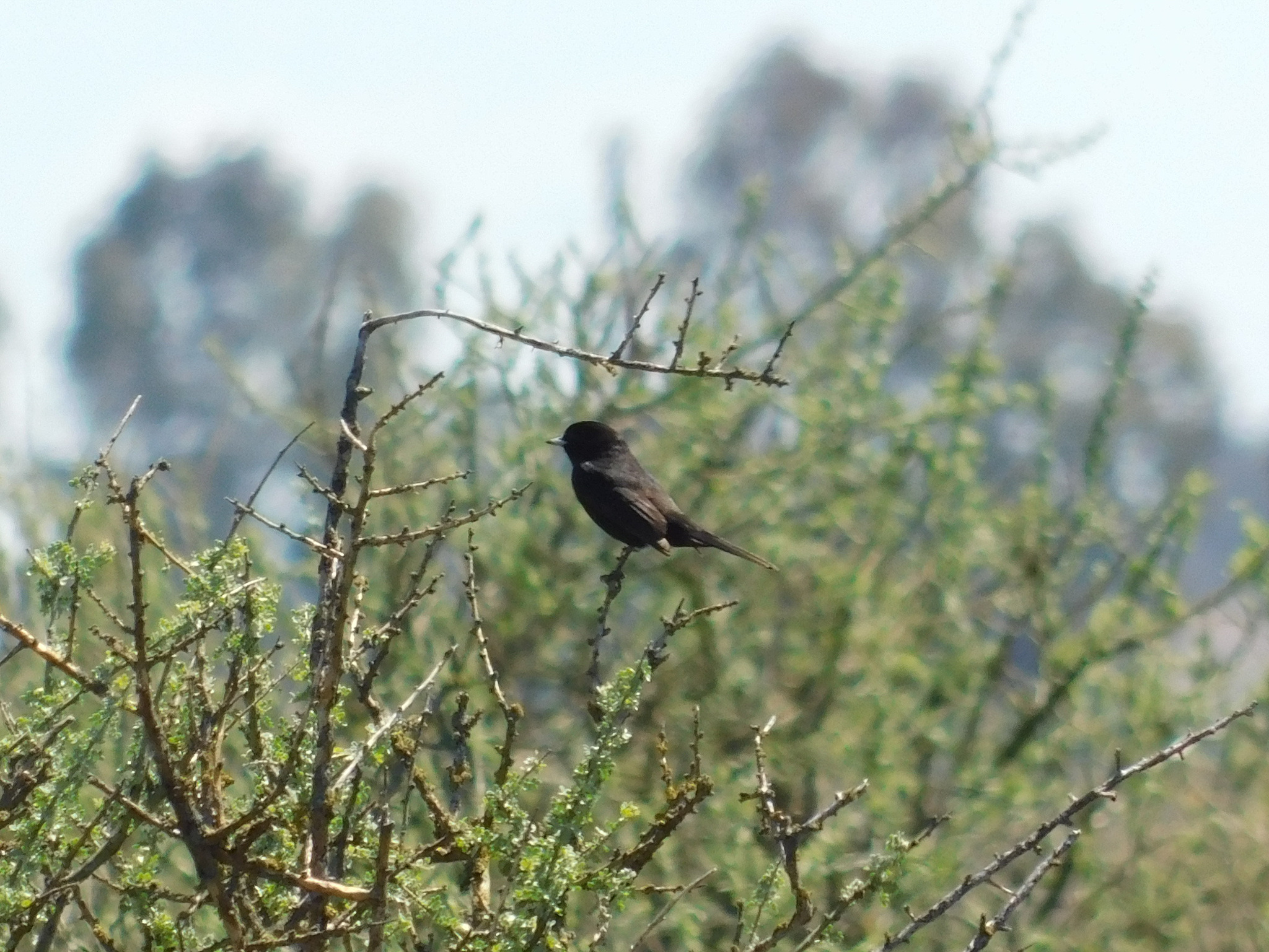 Hudson's Black Tyrant (Knipolegus hudsoni), photo 5