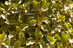 Wild Fig (Ficus palmata)