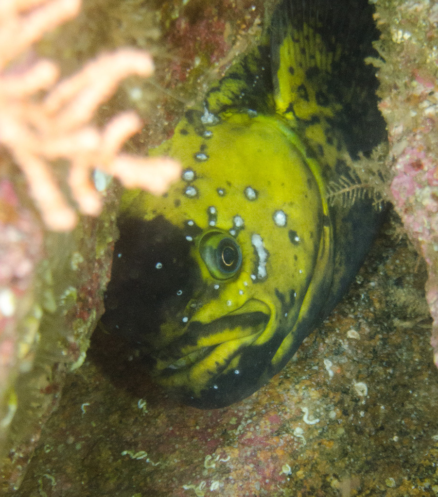 prowfish