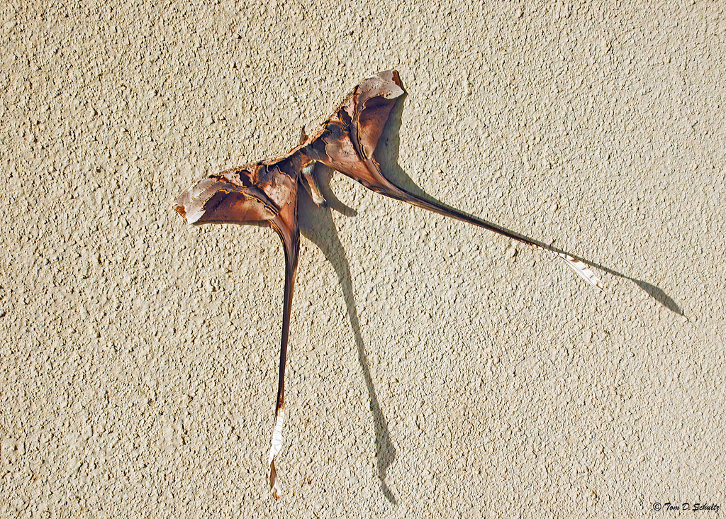Copiopteryx semiramis from La Chorrera District, Panamá Oeste Province