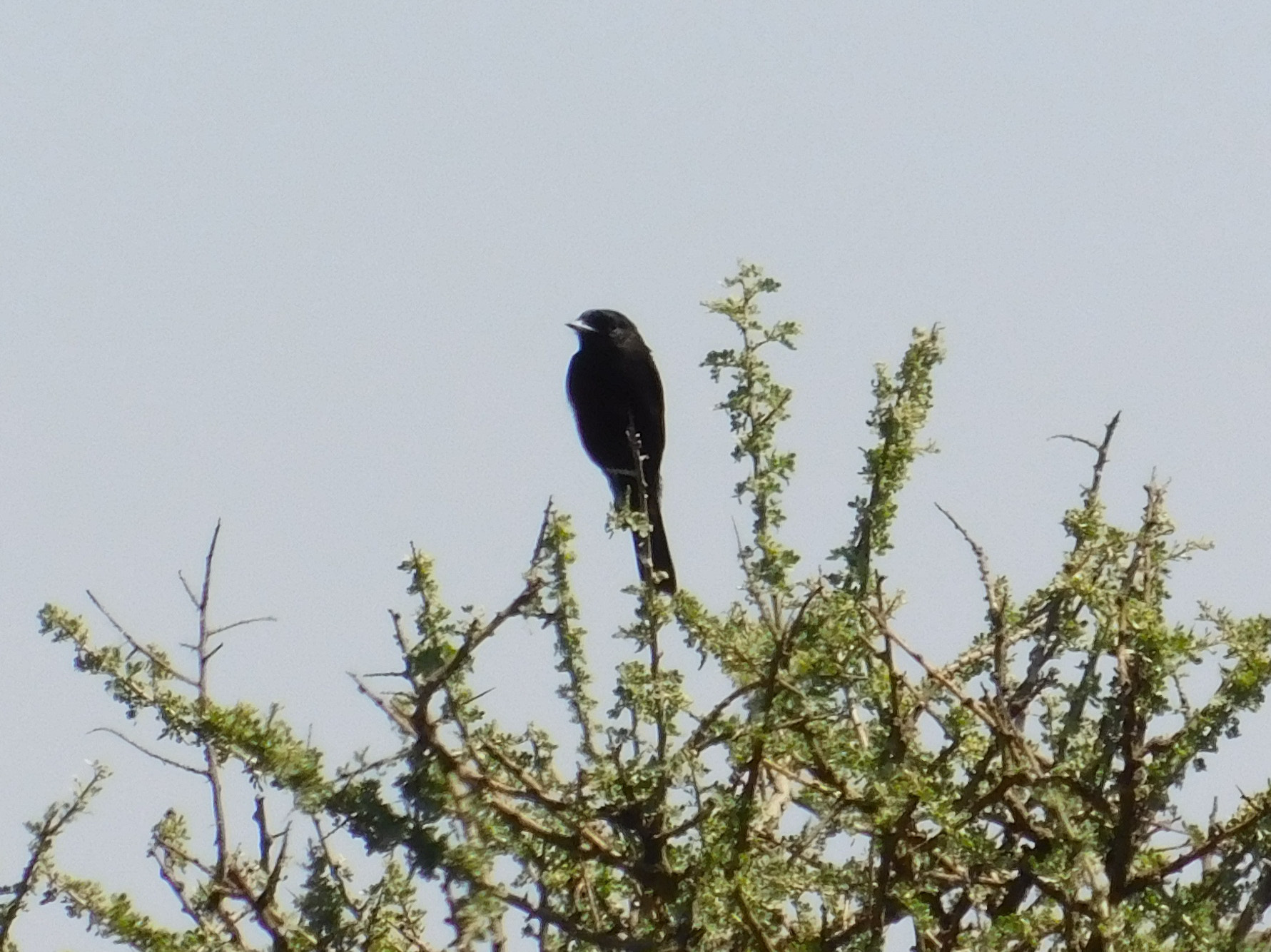 Hudson's Black Tyrant (Knipolegus hudsoni), photo 6