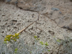 Hypsicorypha gracilis