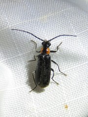 Rhagonycha lineola