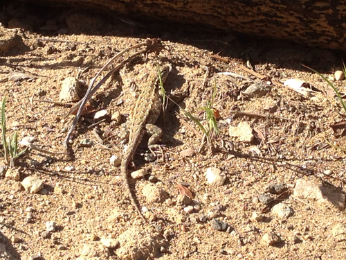 iNaturalist observation photo of Western Side-blotched Lizard
