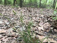 Carex rosea
