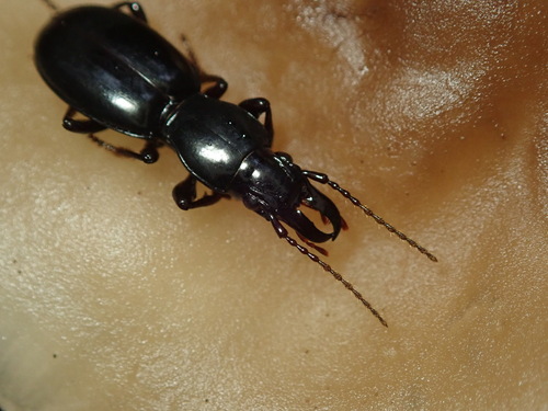 Promecognathus laevissimus photo 5