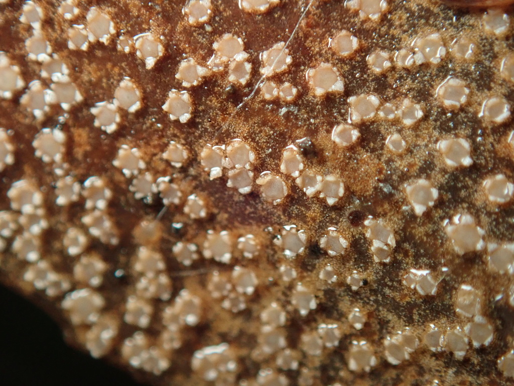 Stictidaceae
