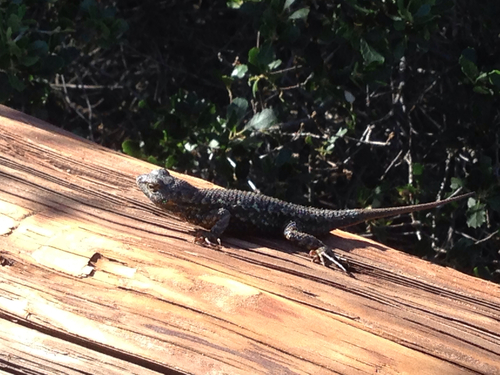iNaturalist observation photo of Western Fence Lizard