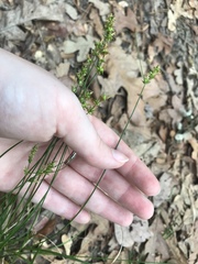 Carex rosea