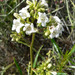 Narrow-leaved Yerba Santa - Photo (c) Stan Shebs, some rights reserved (CC BY-SA)