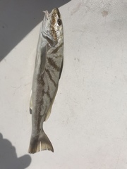 Menticirrhus saxatilis