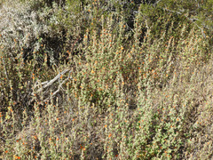 Sphaeralcea coulteri