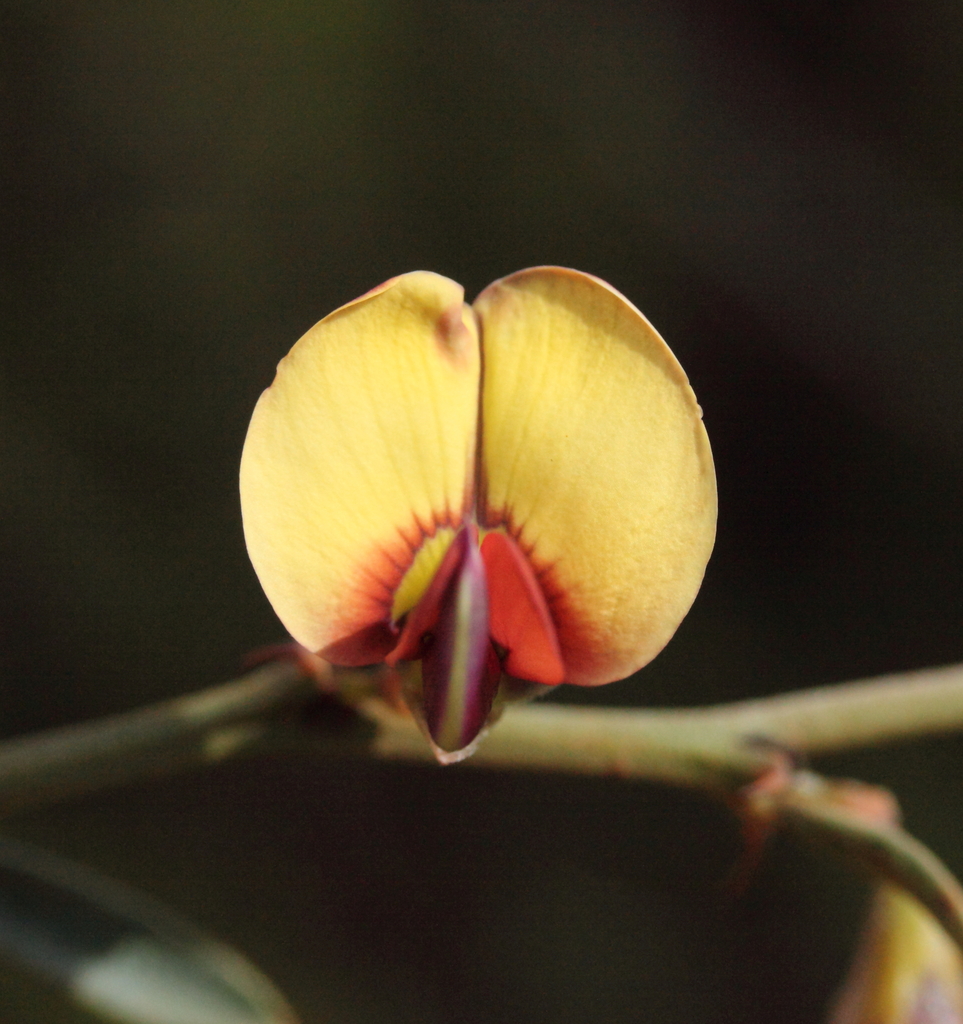 Templetonia aculeata