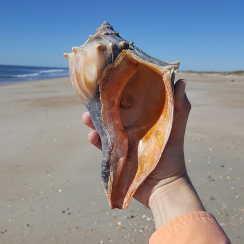 Knobbed Whelk, photo 2 of 7