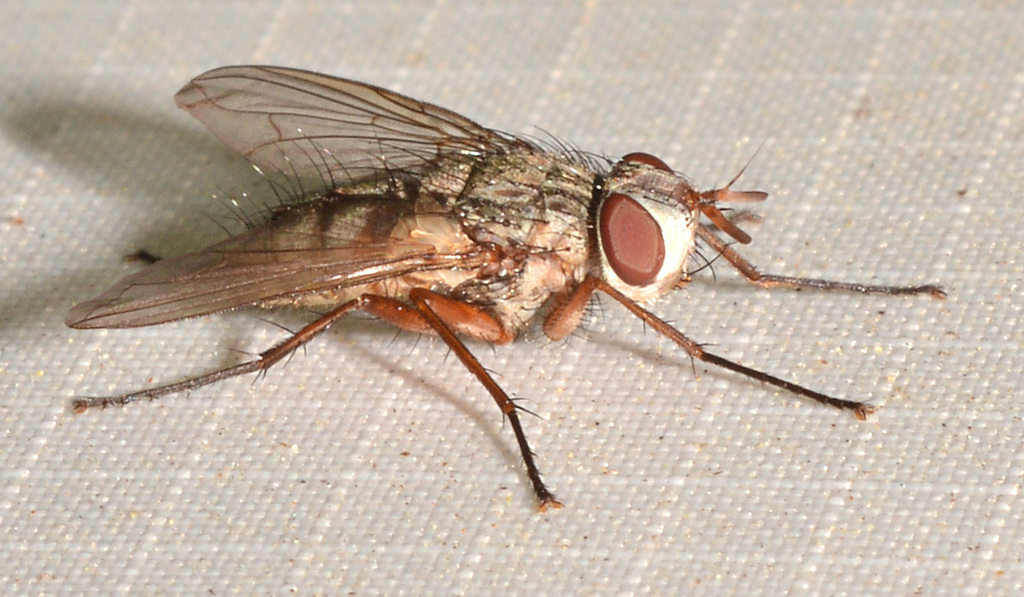 Cryptomeigenia illinoiensis