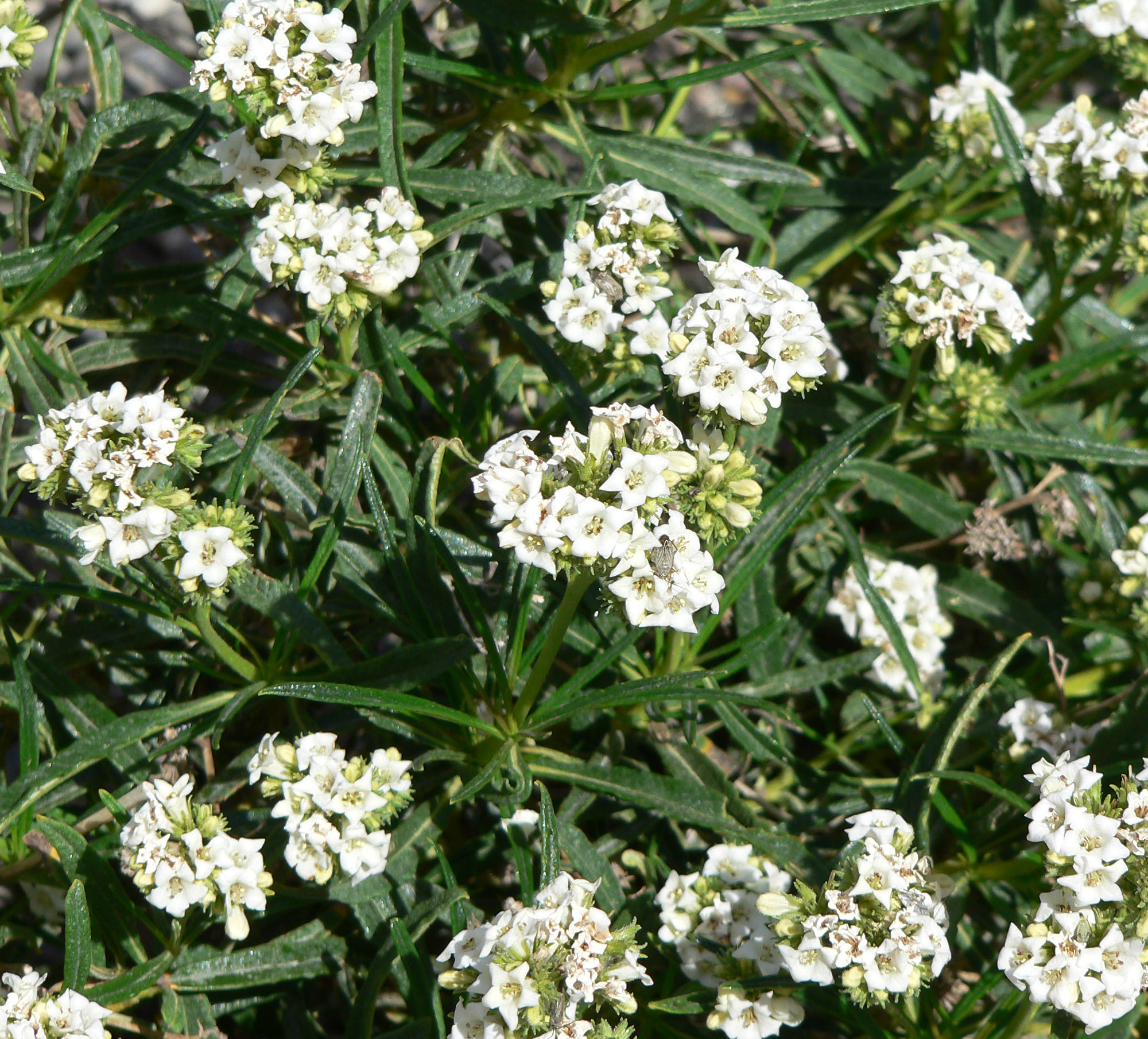 Eriodictyon angustifolium