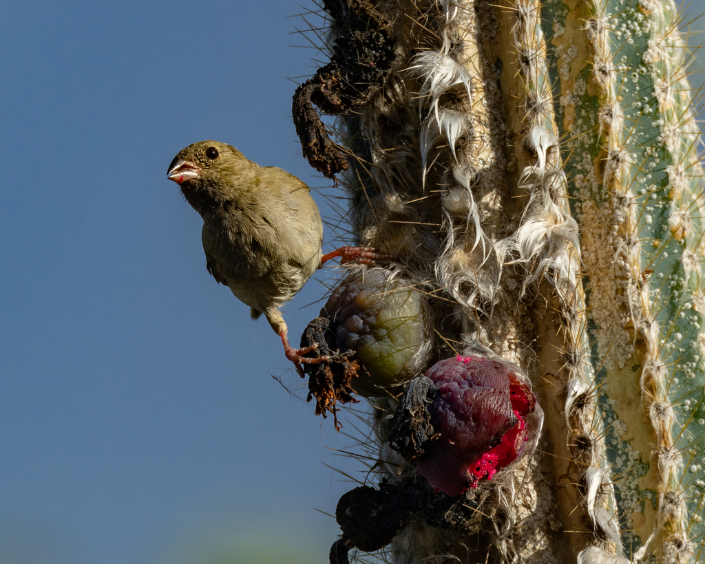 Black-faced Grassquit