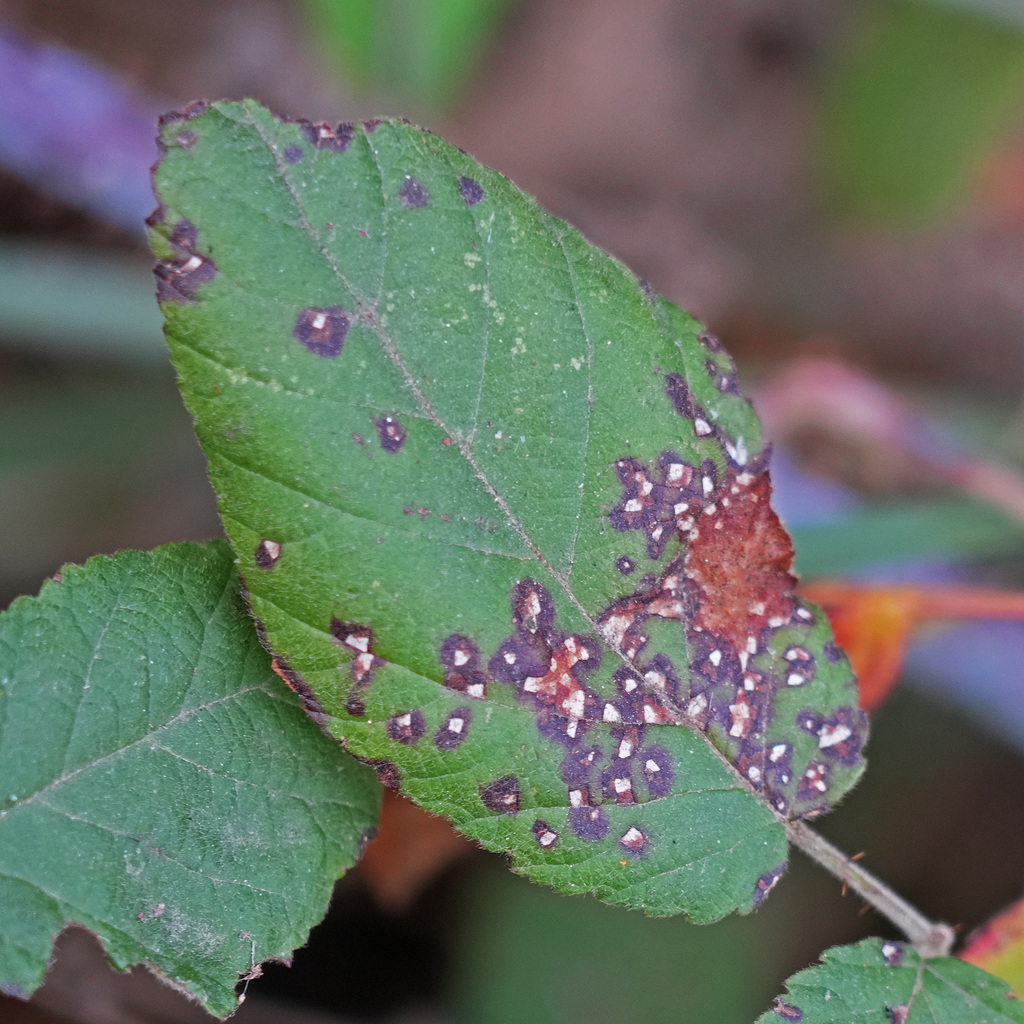 Blackberry leaf spot from Yorba Linda Lakebed Park, CA, USA on November