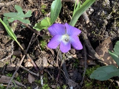 Viola palmata