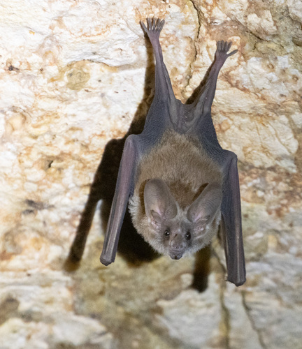 Waterhouse's Leaf-nosed Bat
