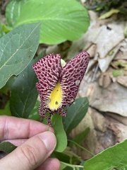 Aristolochia odoratissima, photograph Paulo Mascaretti, CC0, iNaturalist via GBIF