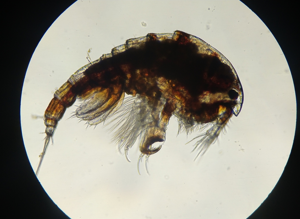 Thalestridae