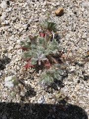 Loeseliastrum schottii