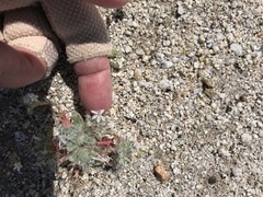 Loeseliastrum schottii