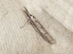 Pleurota albastrigulella