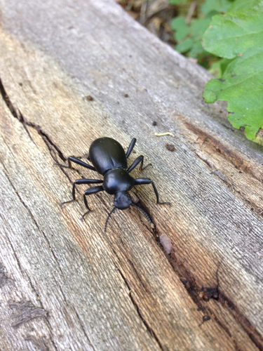 iNaturalist observation photo of Darkling Beetles