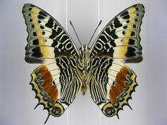 Charaxes castor castor