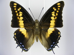Charaxes castor castor