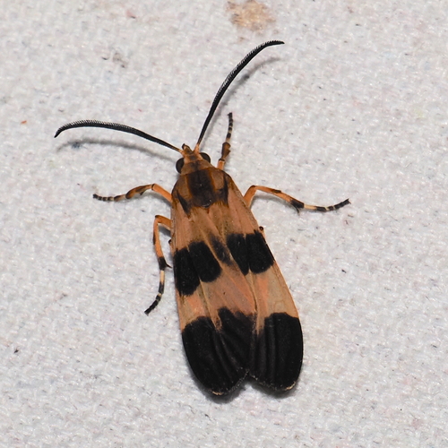Correbia lycoides