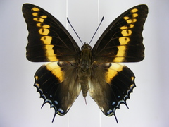 Charaxes castor castor