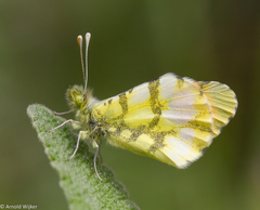 Anthocharis euphenoides