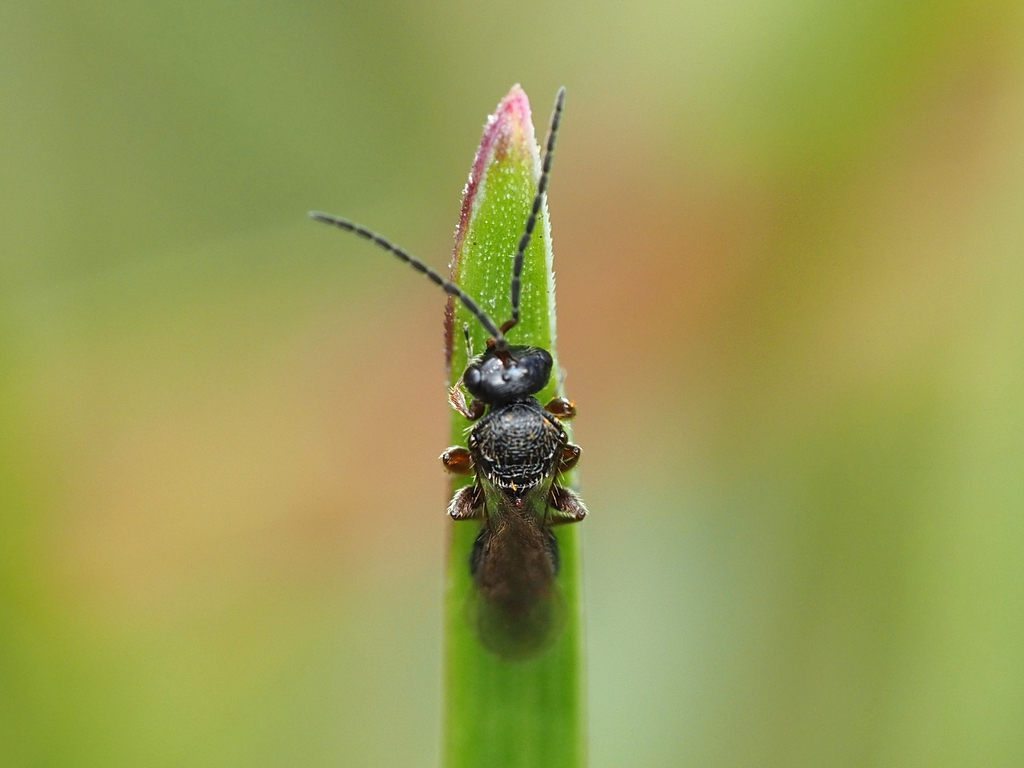 narrow-waisted-wasps-ants-and-bees-from-gateway-national-recreation