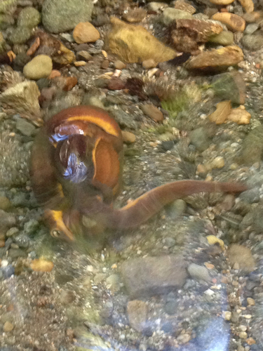 iNaturalist observation photo of California Newt