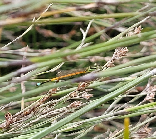 Aurora Bluetail photo 3