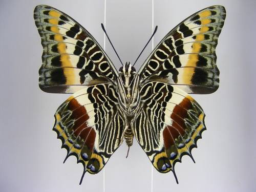 Giant Charaxes