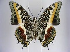 Charaxes castor castor