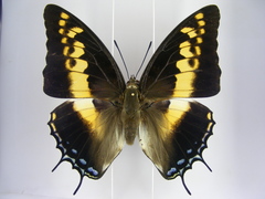 Charaxes castor castor