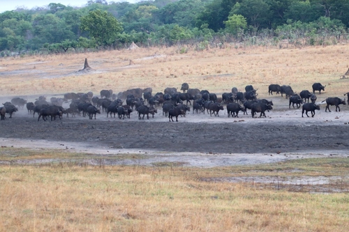 Cape Buffalo