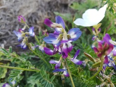 Astragalus emoryanus