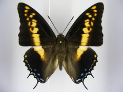 Charaxes castor castor