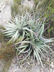 Puya meziana