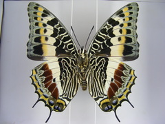 Charaxes castor castor