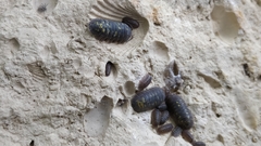 Armadillidium granulatum