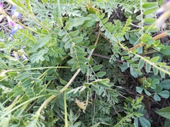 Astragalus emoryanus